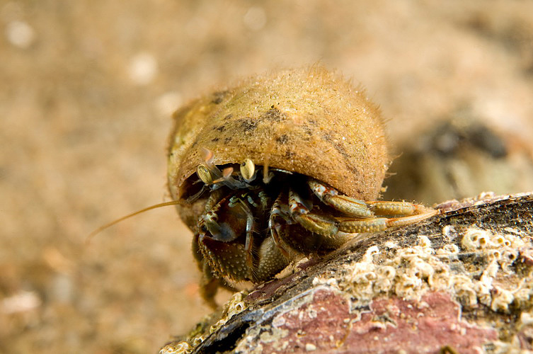 Hermit crab